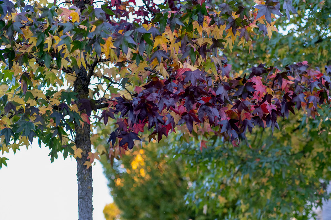Herbstfotografie mit Viltrox Festbrennweite Kleine Entdeckungsreise mit der Fuji XT3: Wie wunderbar sich der Herbst in seiner bunten Vielfalt zeigt, wird einem erst bewusst, wenn man diese Momente digital einfängt. Ich bin mit meiner Kamera nebst Festbrennweite von Viltrox auf Erkundungstour gegangen und habe die herbstliche Farbenpracht eingefangen | Hot Port Life & Style | Lifestyle Blog aus Deutschland