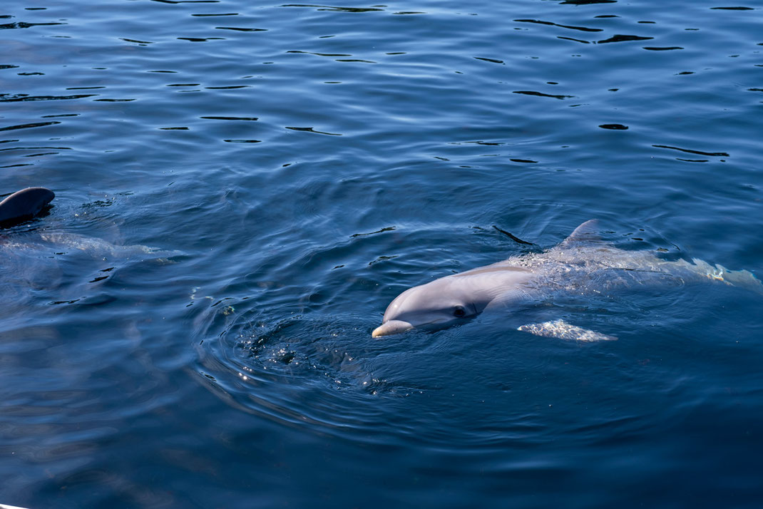 Ein Tag im Dolfinarium Harderwijk | Ganz gleich ob Tagesausflug, Wochenendtrip oder Urlaubsreise: Harderwijk in Holland hat für jede Aufenthaltsdauer etwas zu bieten | Hot Port Life & Style | 30+ Lifestyle Blog