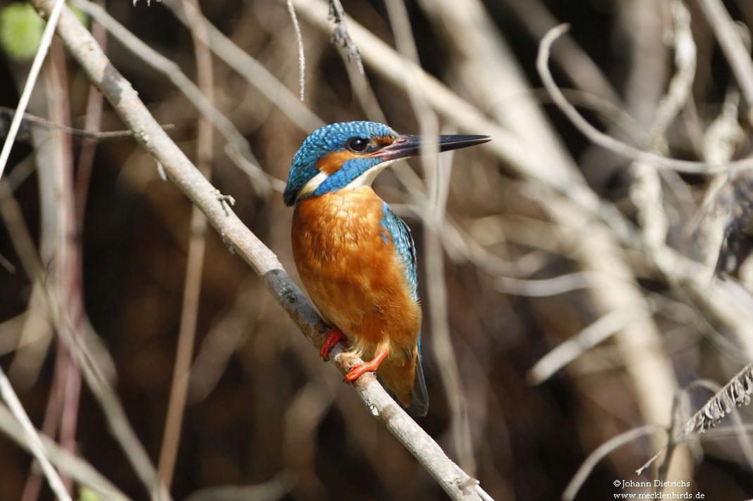 29.04.2019  Eisvogel  Sulina-Arm/Rumänien