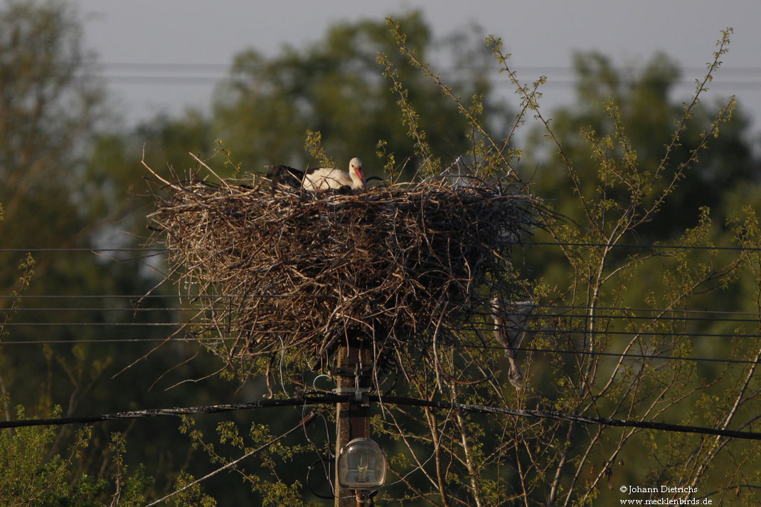 29.04.2019  Weißstorch  Sulina-Arm/Rumänien