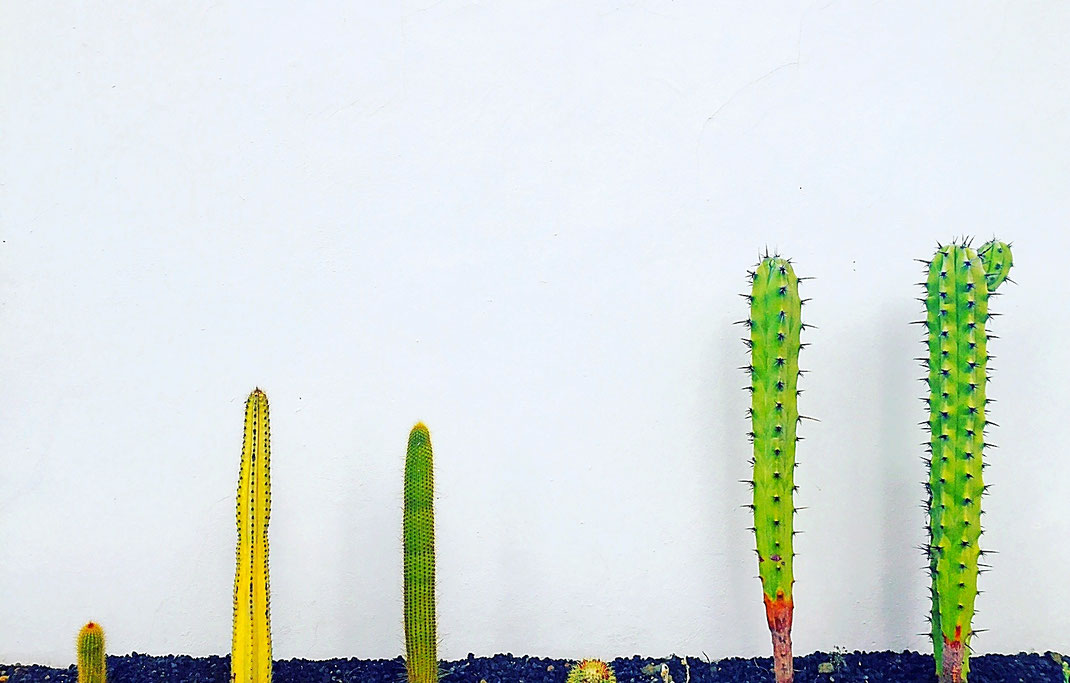 Cactus à Ténérife