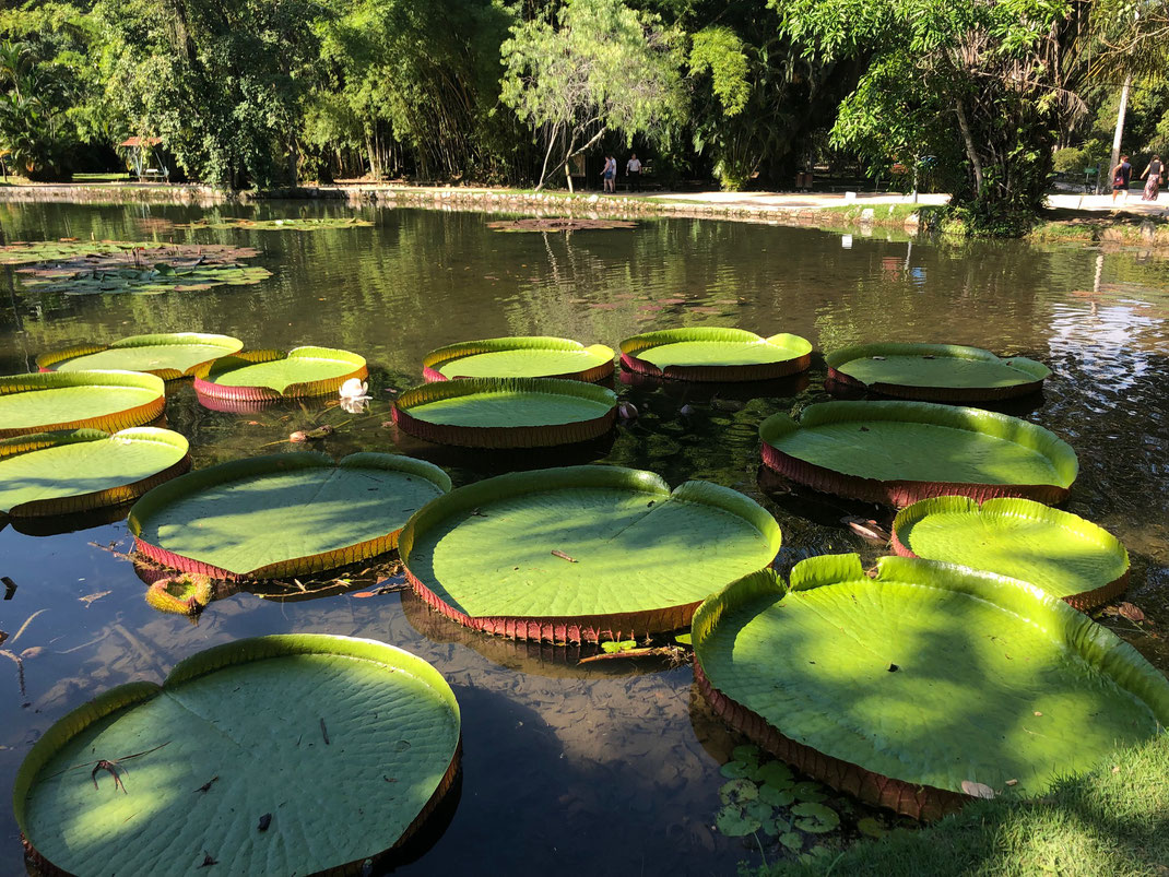 Nénuphars Géants au Jardin botanique
