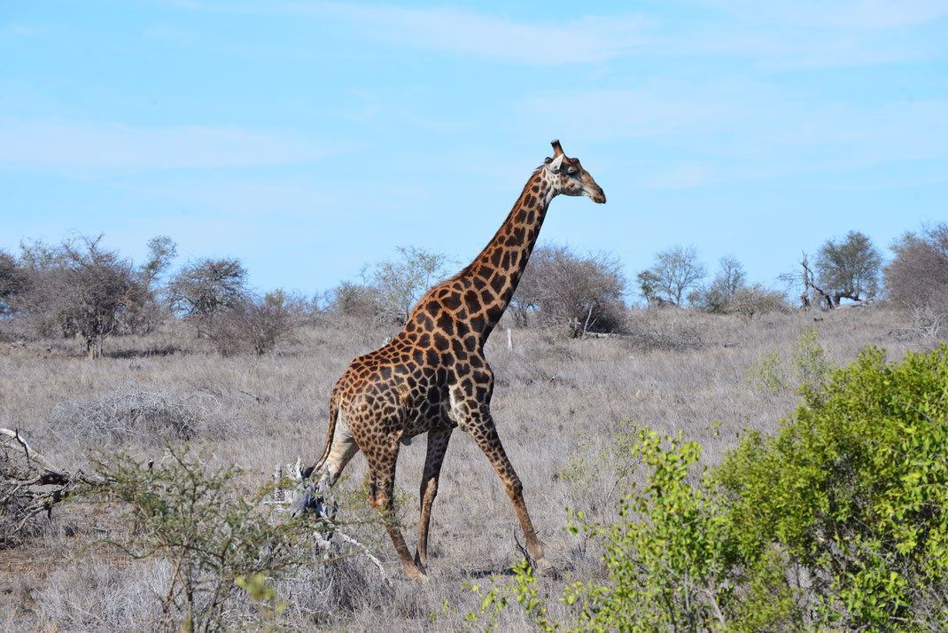 Girafe express