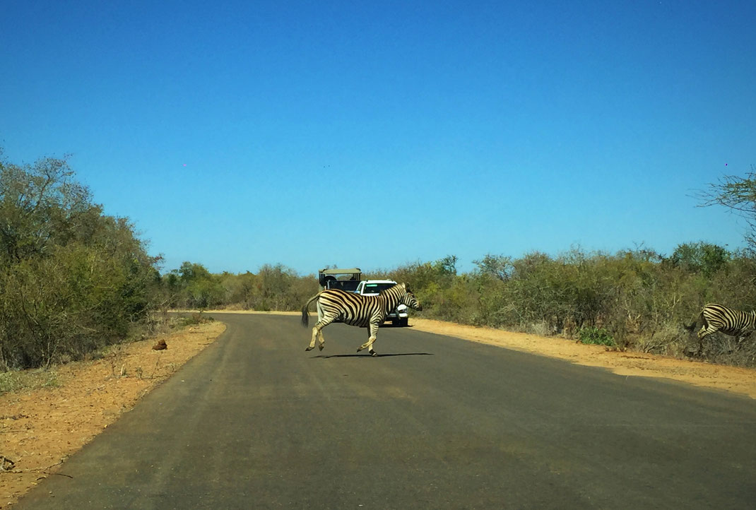 Zèbre traversant la route