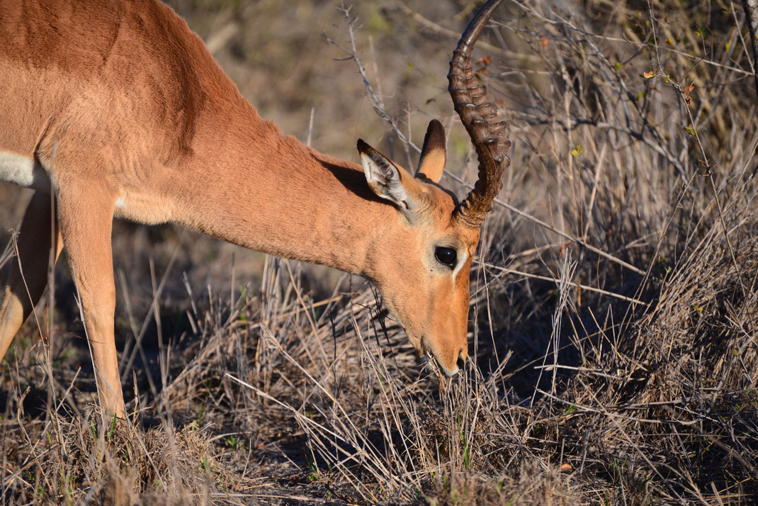 Antilope