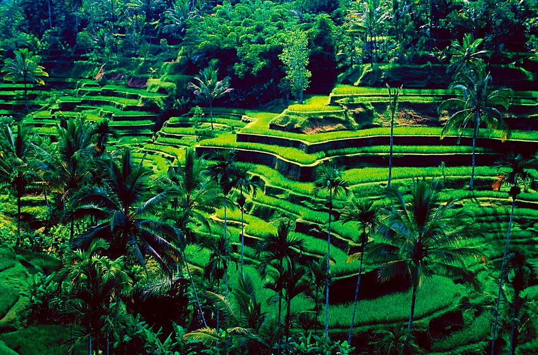 Rizières à Ubud, Bali