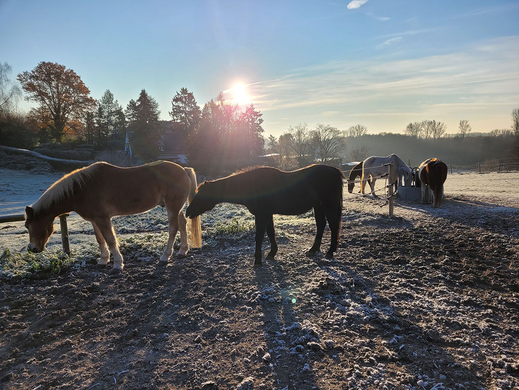 Der letzte Winter auf Gut Rodeberg: Wir suchen dringend ein neues Pachtgrundstück für die Unterbringung von 12 Pferden und Ponys.