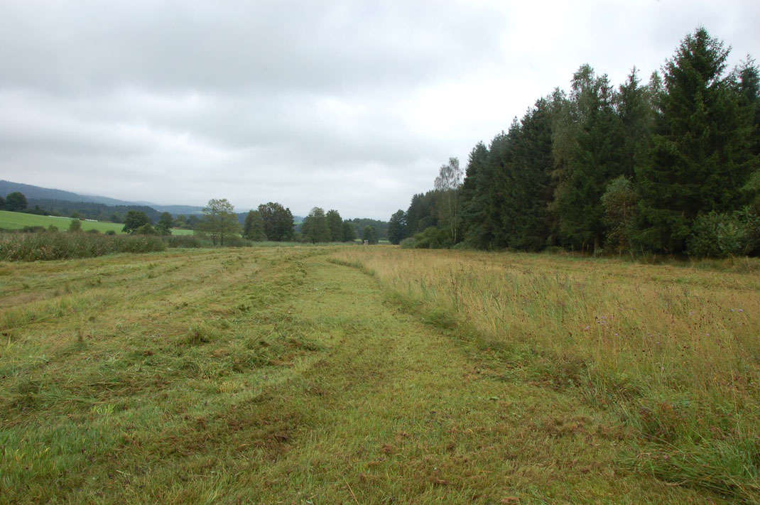 Bei den Nasswiesen im Zellertal wird bei der Mahd ein jährlich wechselnder Altgrasstreifen stehen gelassen