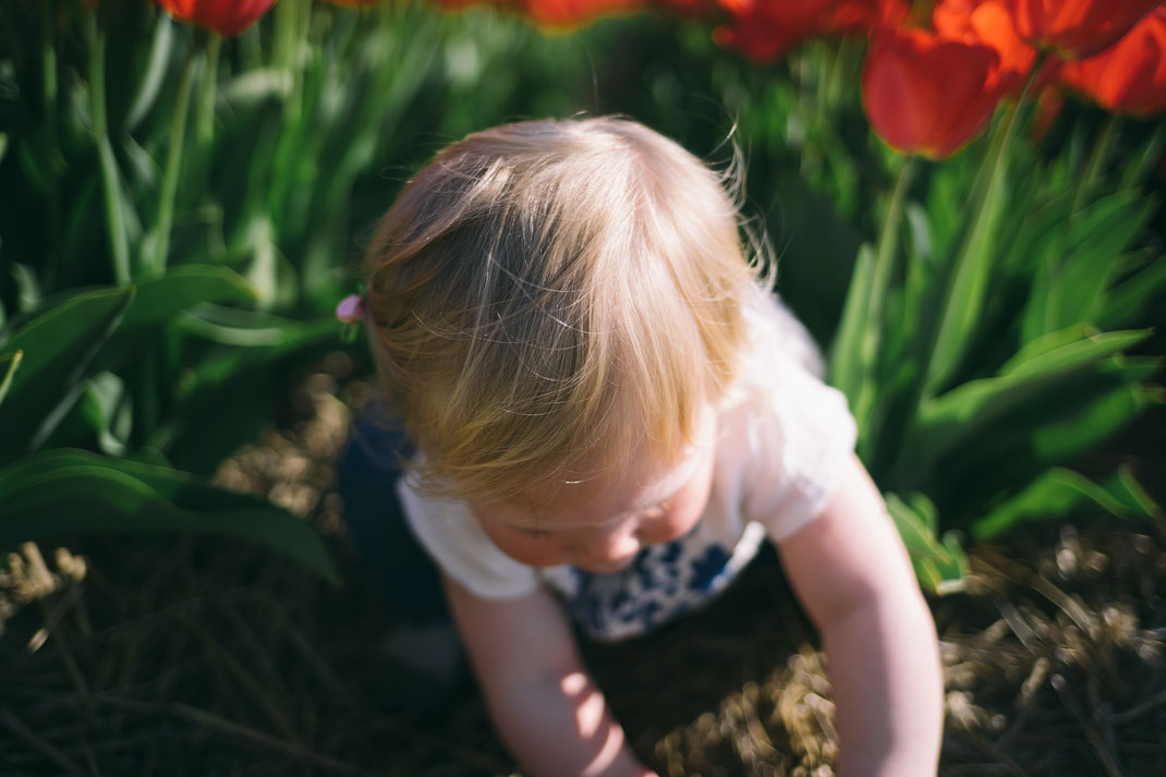 Red tulips with baby