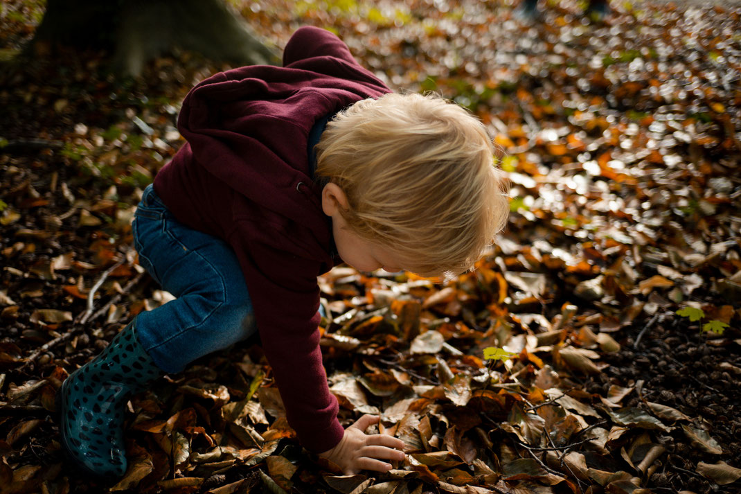 leaves falling in Leiden