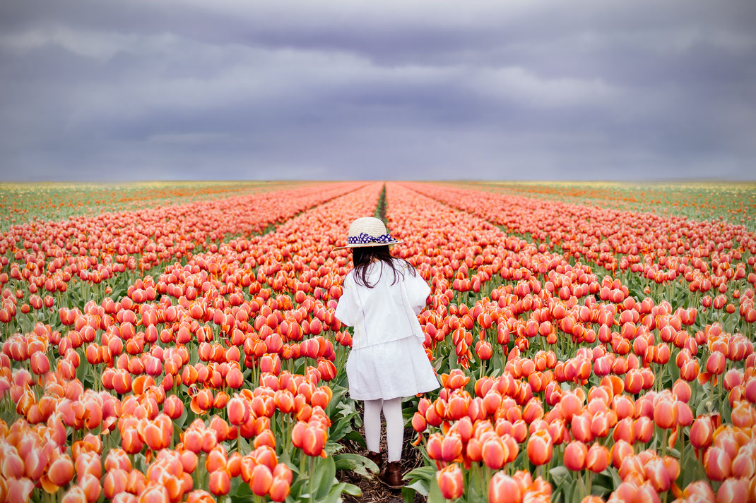 tulip fields Netherlands