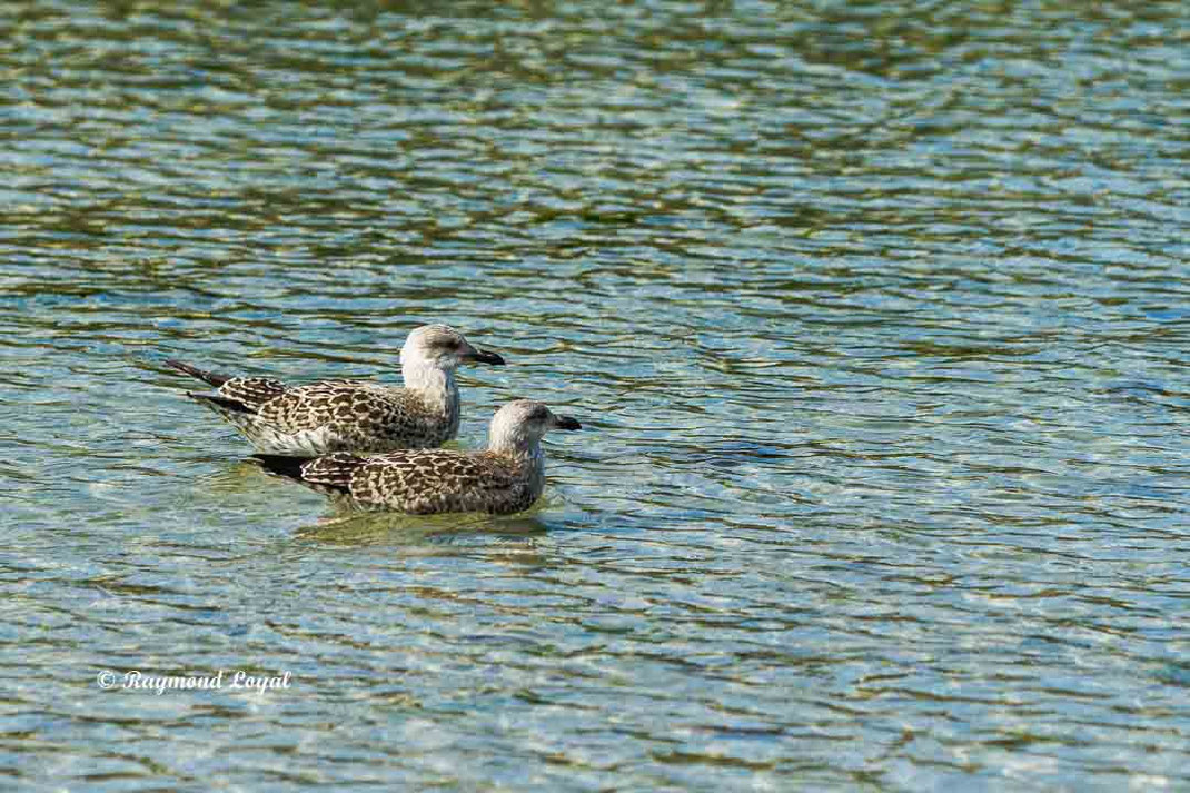 mantelmoewe immatur vogel wasser schwimmen