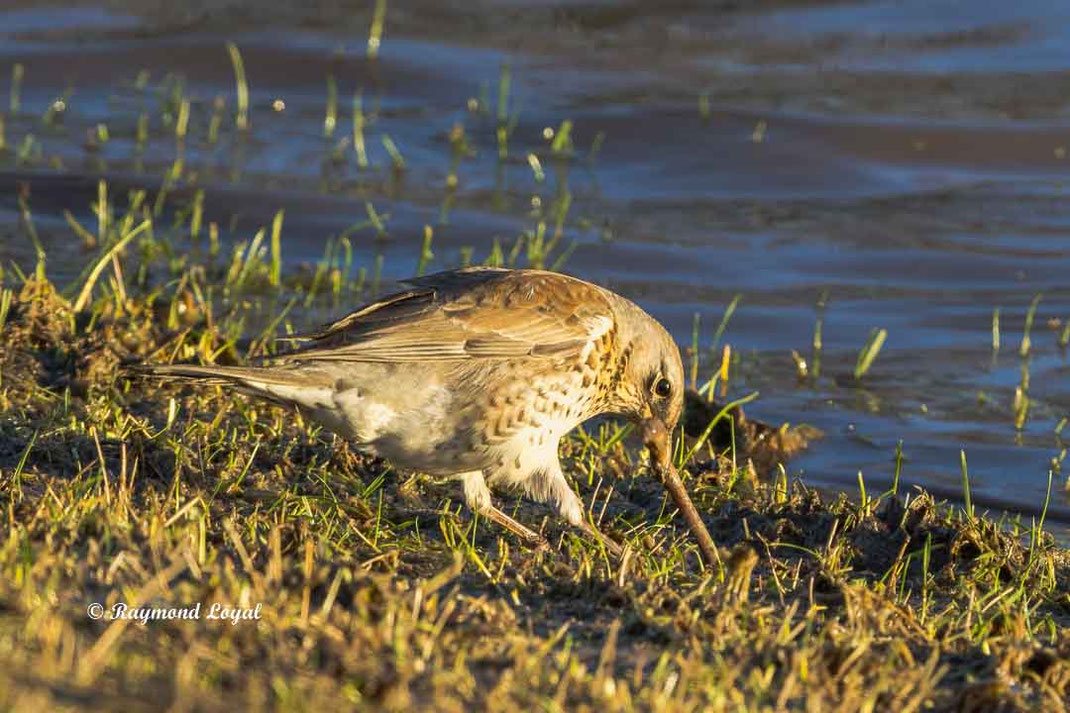 wachholderdrossel am wasser mit regenwurm