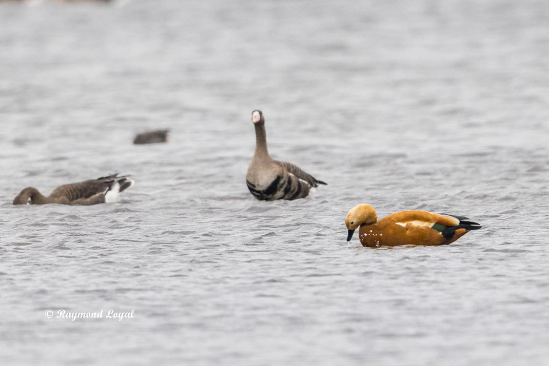 ruddy shelduck in water