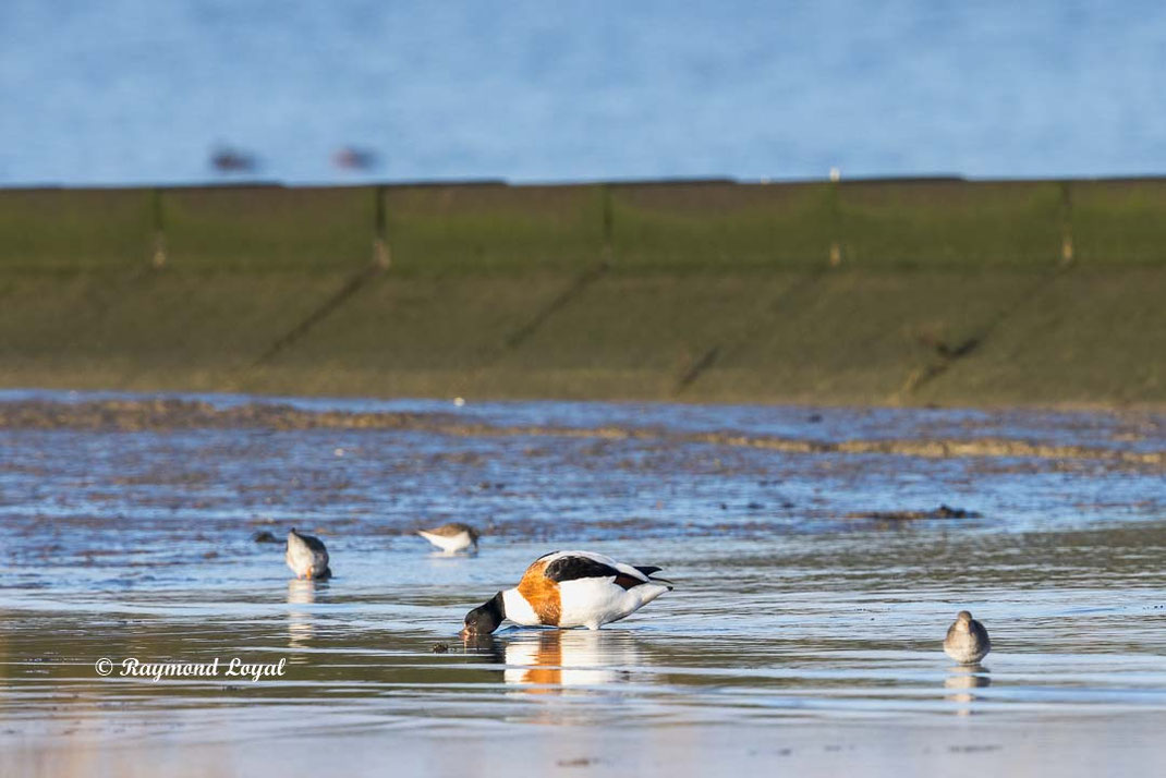 common shelduck in waterr