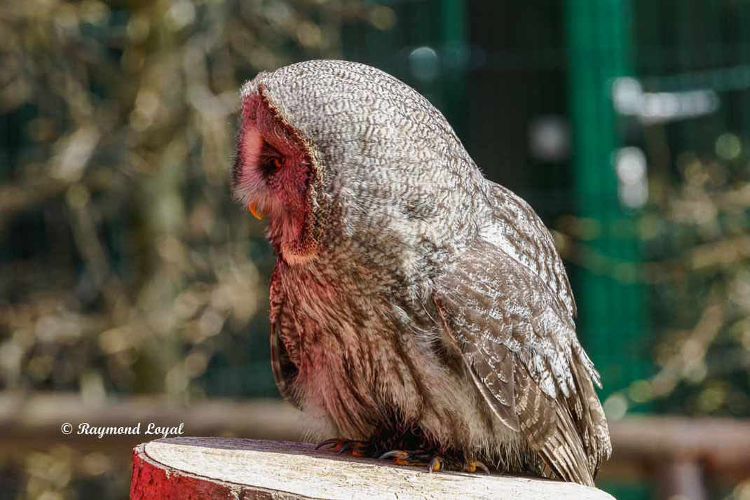 bartkauz vogel portrait