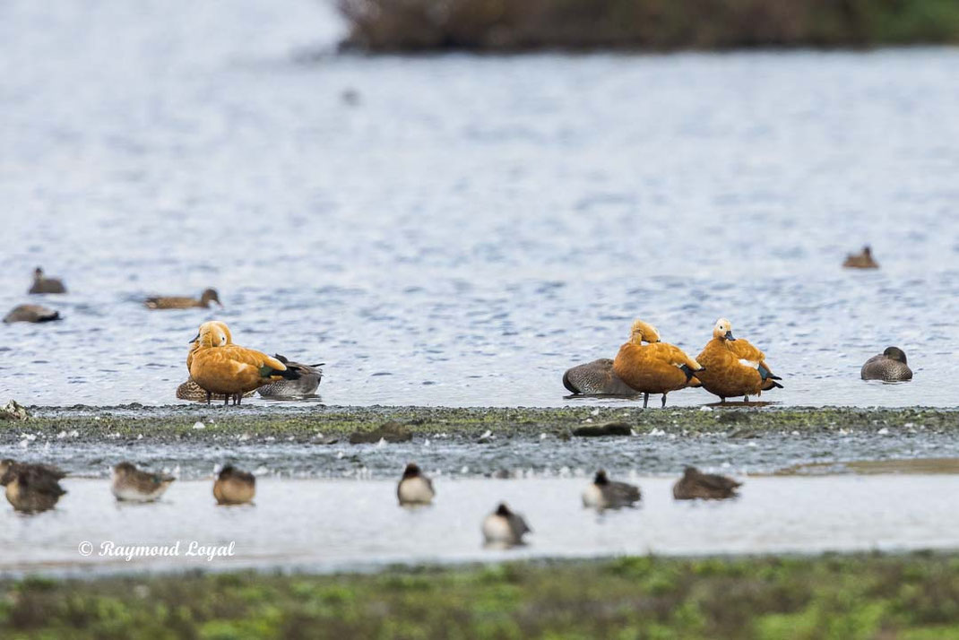 ruddy shelduck standing in water