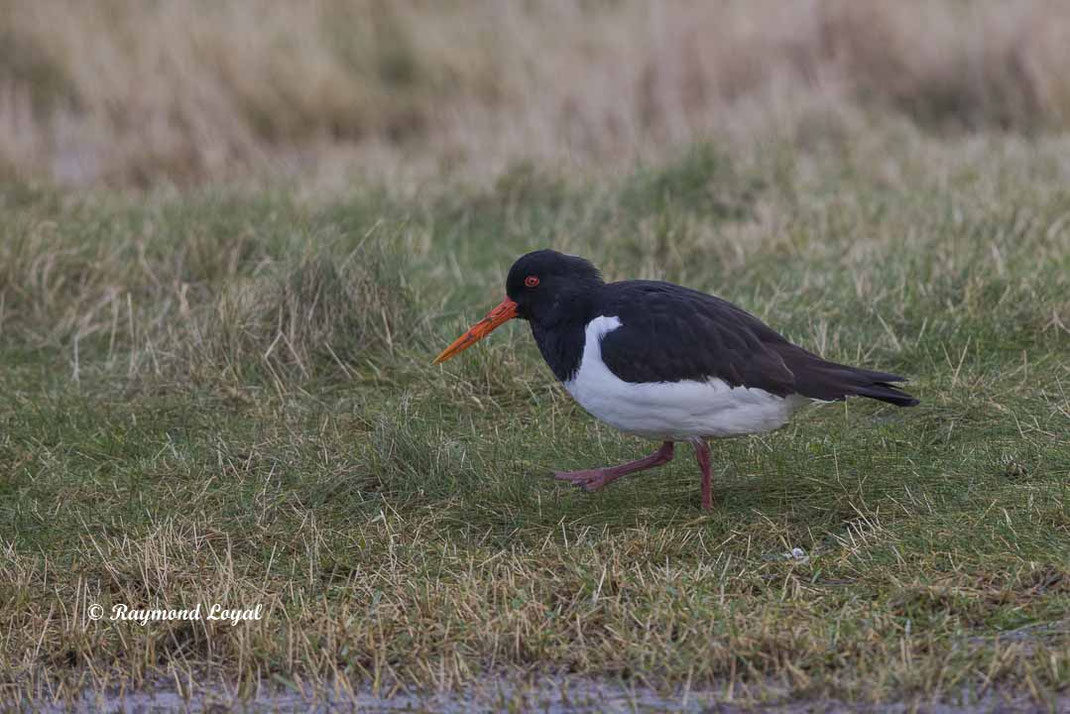 austernfischer vogel wiese