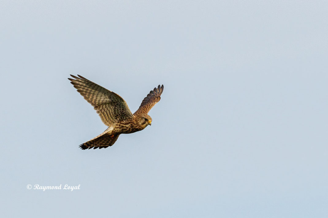 turmfalke falke vogel flug