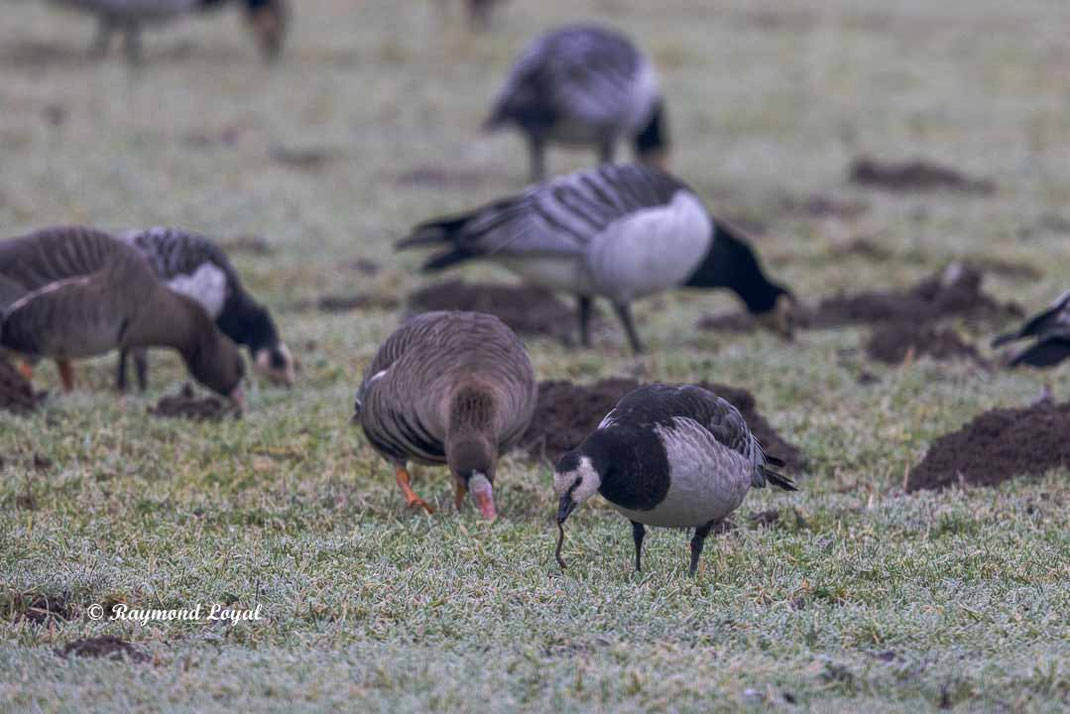 weisswangengans vogel wiese fressen 
