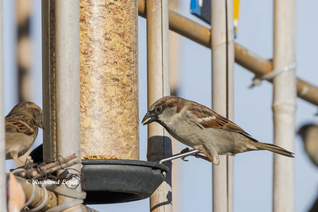 haussperling sitzt an futtersaeule