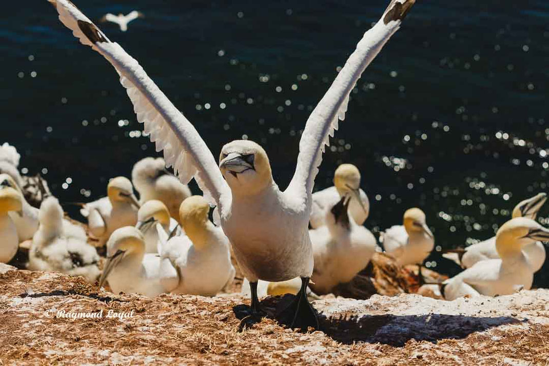 helgoland basstoelpel