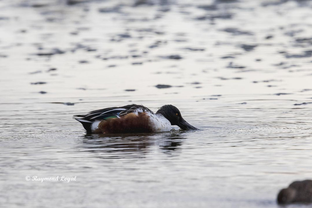 loeffelente schwimmt wasser