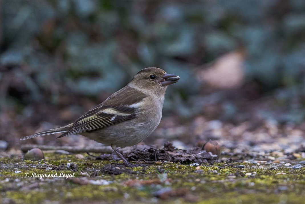 buchfink an futterstelle