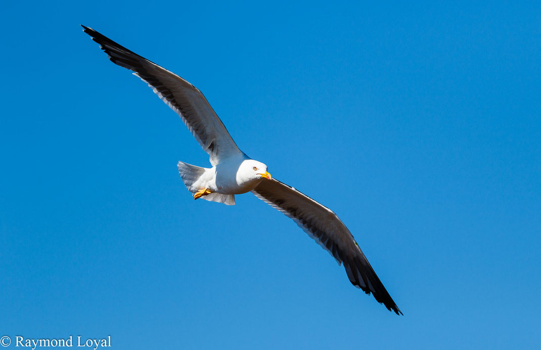 Heringsmöwe larus fuscus