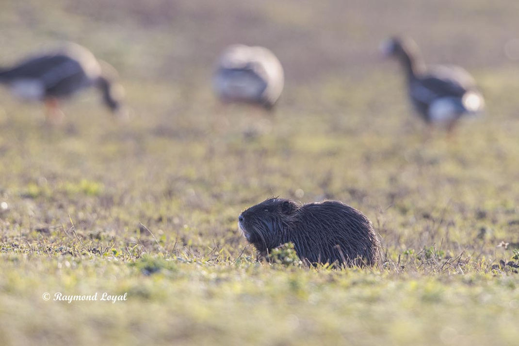 nutria auf gruenland