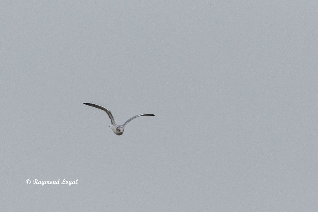 sturmmoewe flug