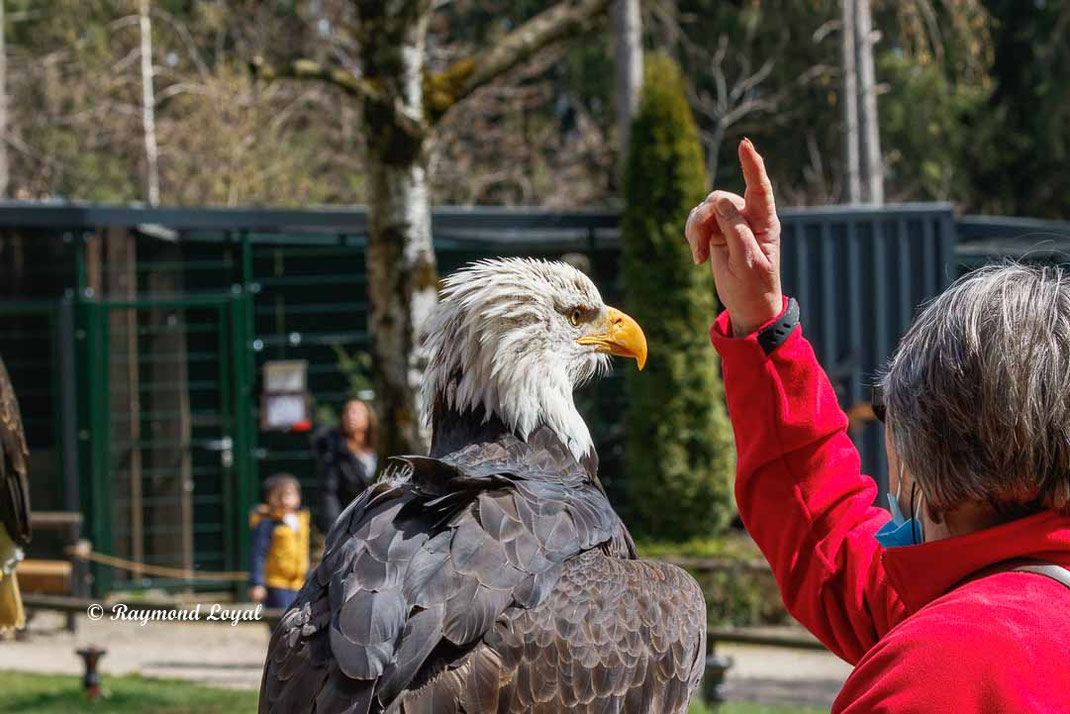 weisskopfseeadler und falkner