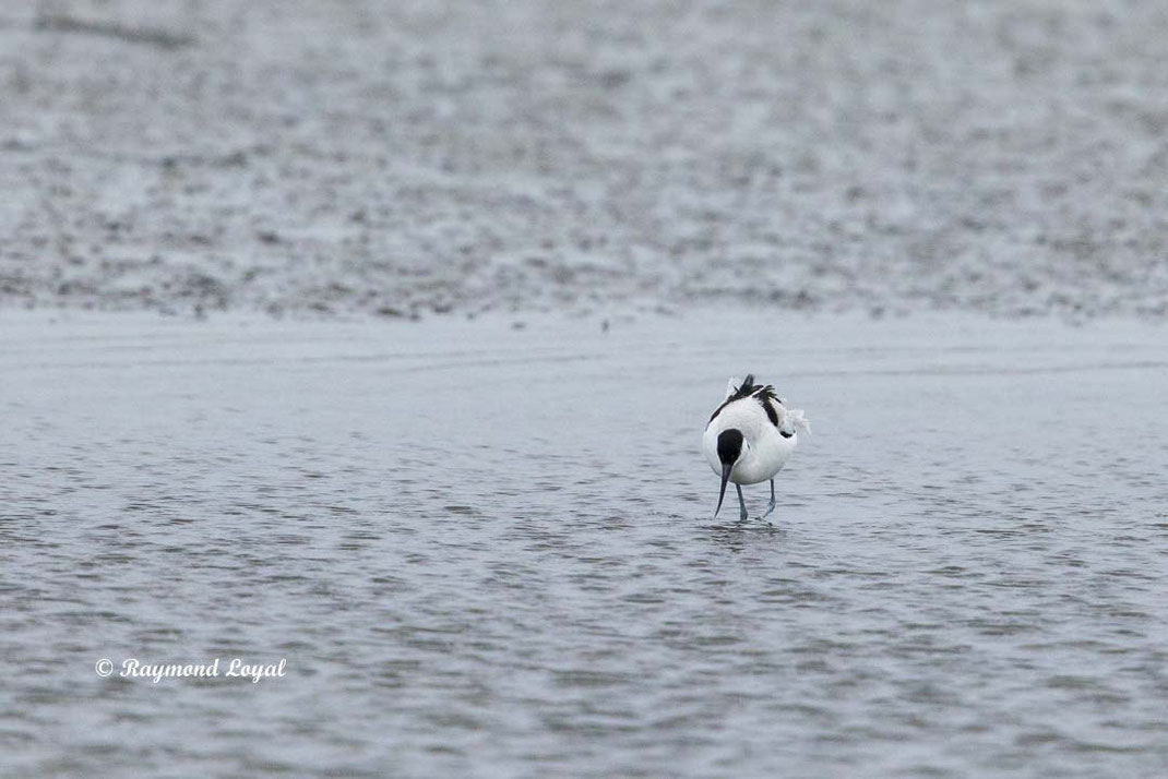 saebelschnaebler vogel wasser