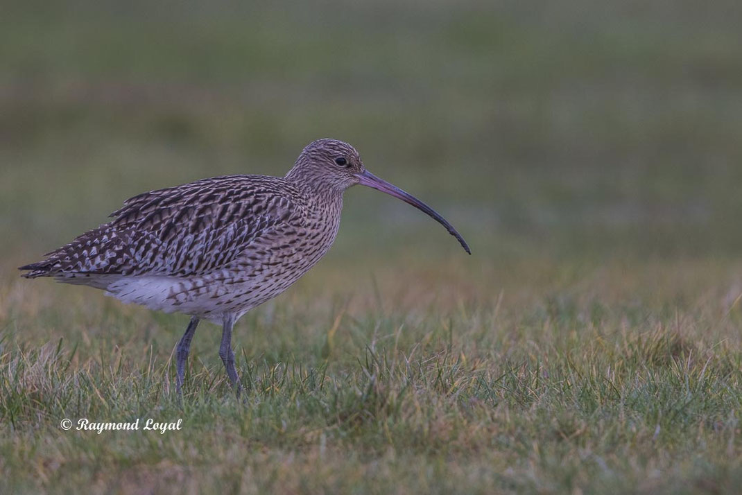 grosser brachvogel vogel wiese