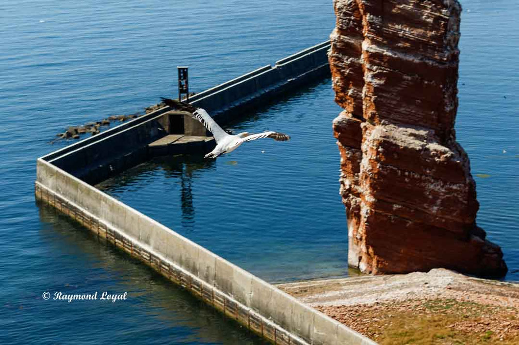 helgoland basstoelpel