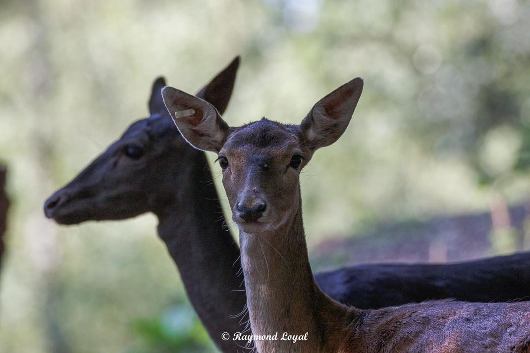 damwild im wald
