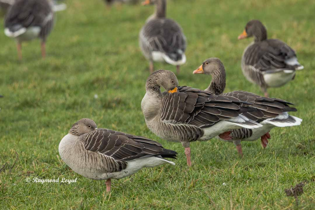 graugans vogel wiese 