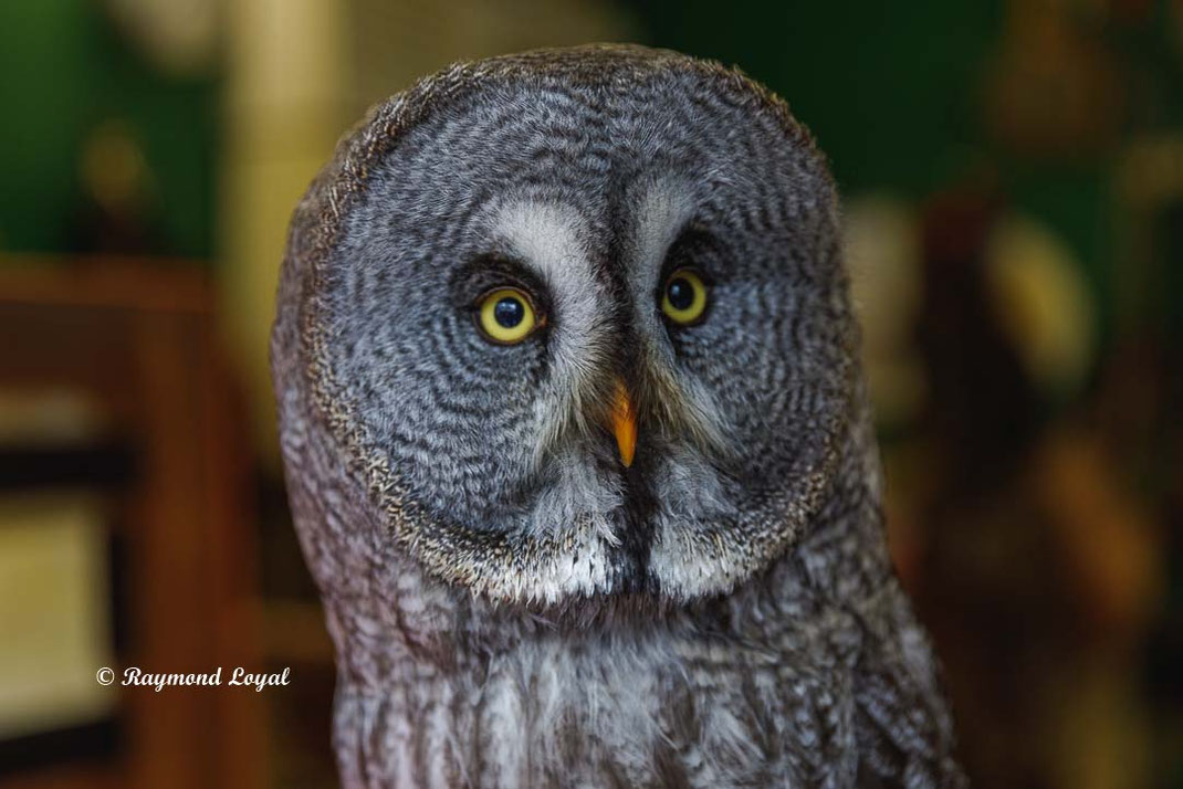bartkauz vogel portrait