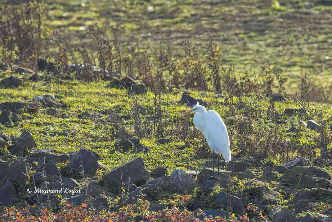 silberreiher casmerodius albus