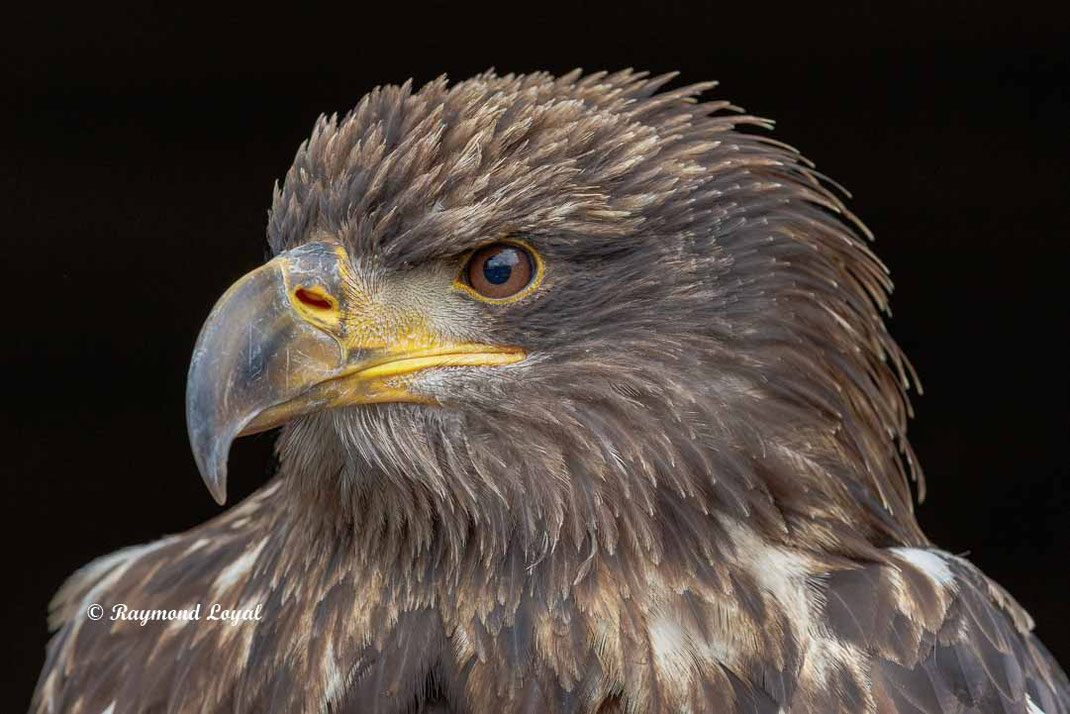 weisskopfseeadler immatur