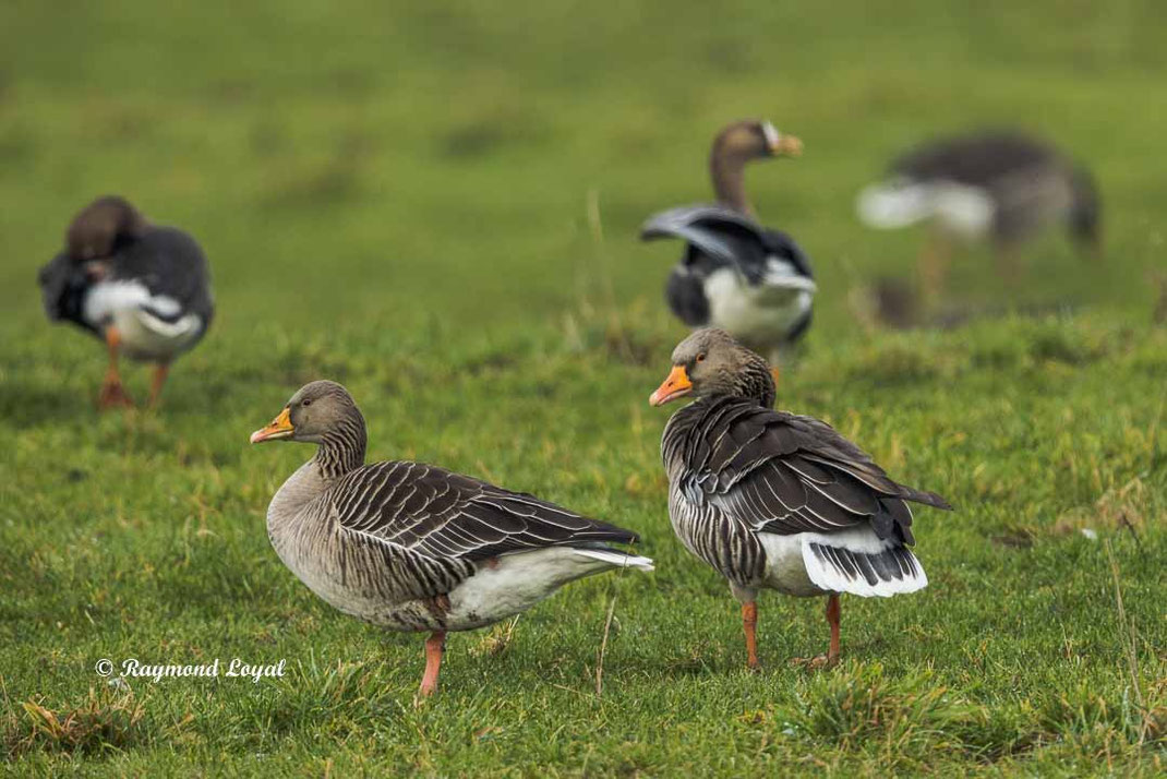 graugans vogel wiese