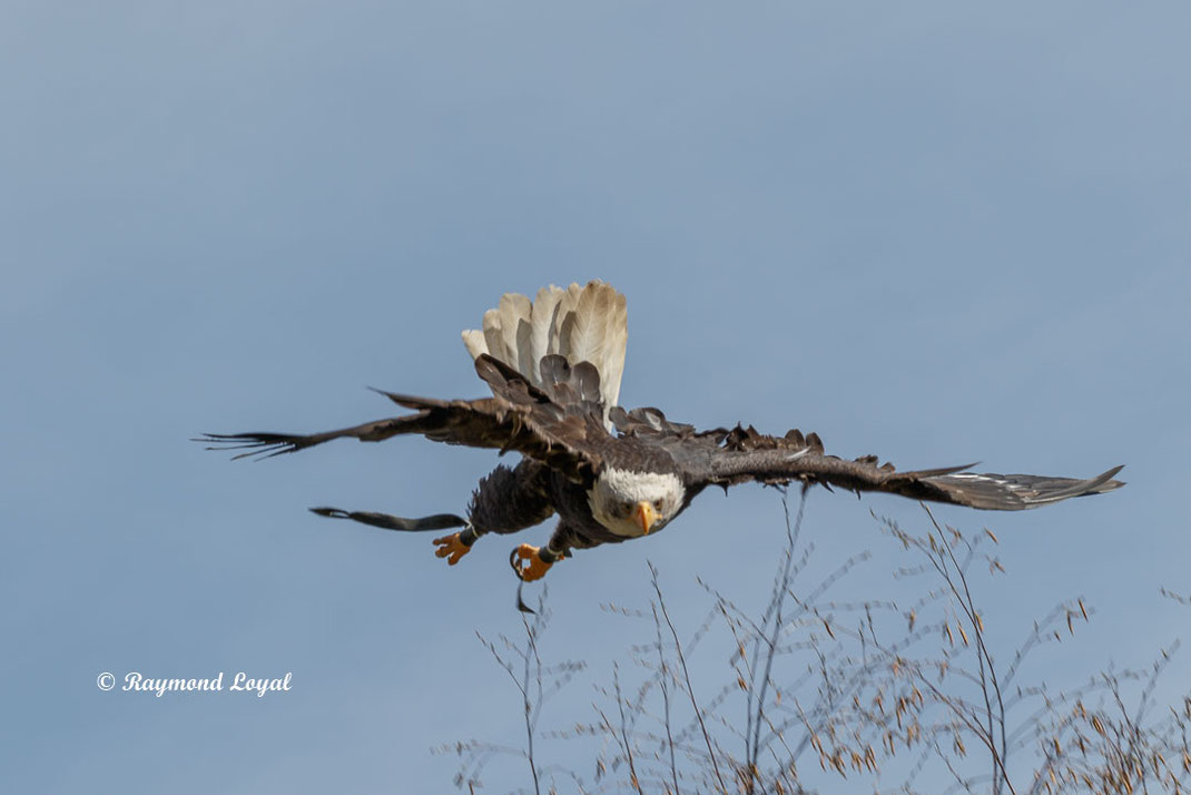 weisskopfseeadler im sturzflug