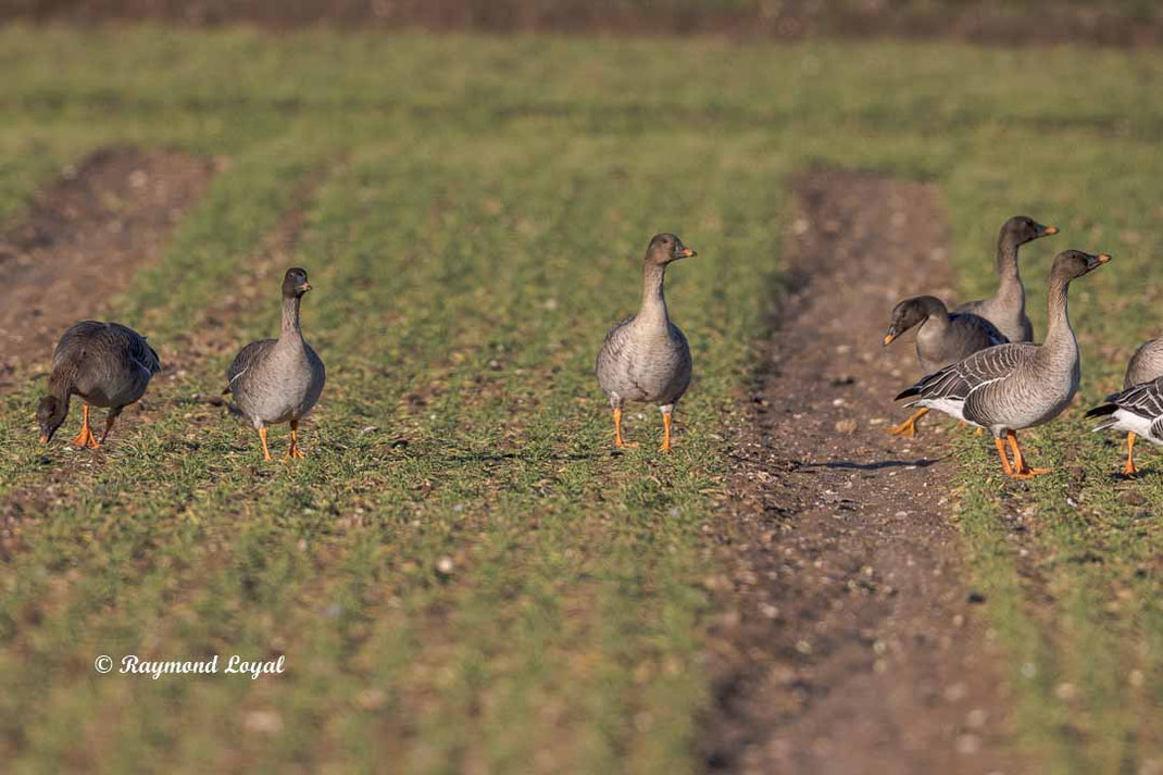 kurzschnabelgans auf gruenem feld