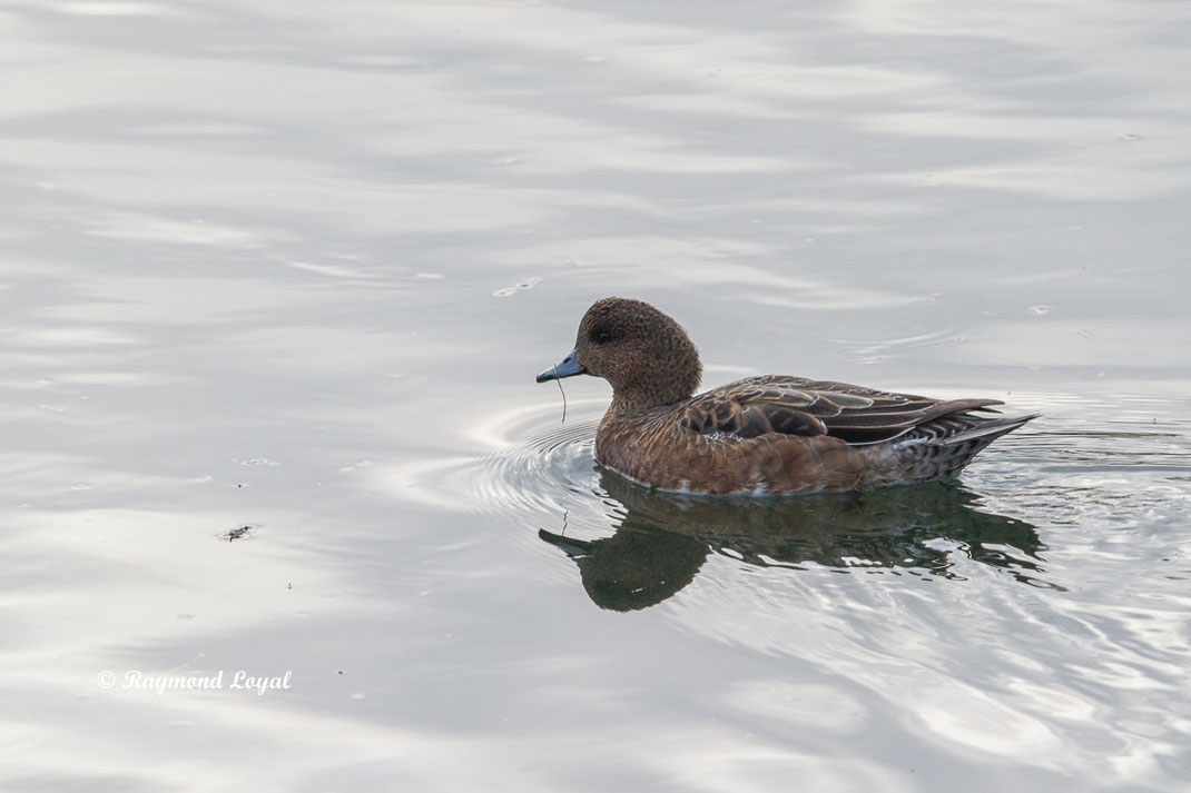 pfeifente vogel schwimmt wasser
