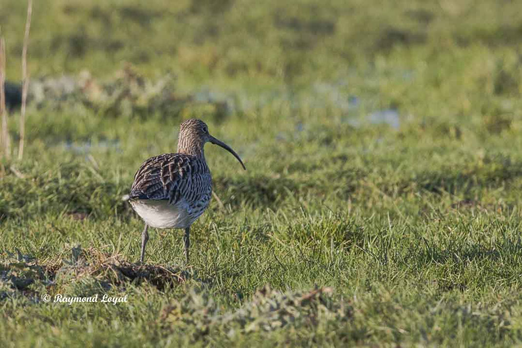 grosser brachvogel vogel wiese