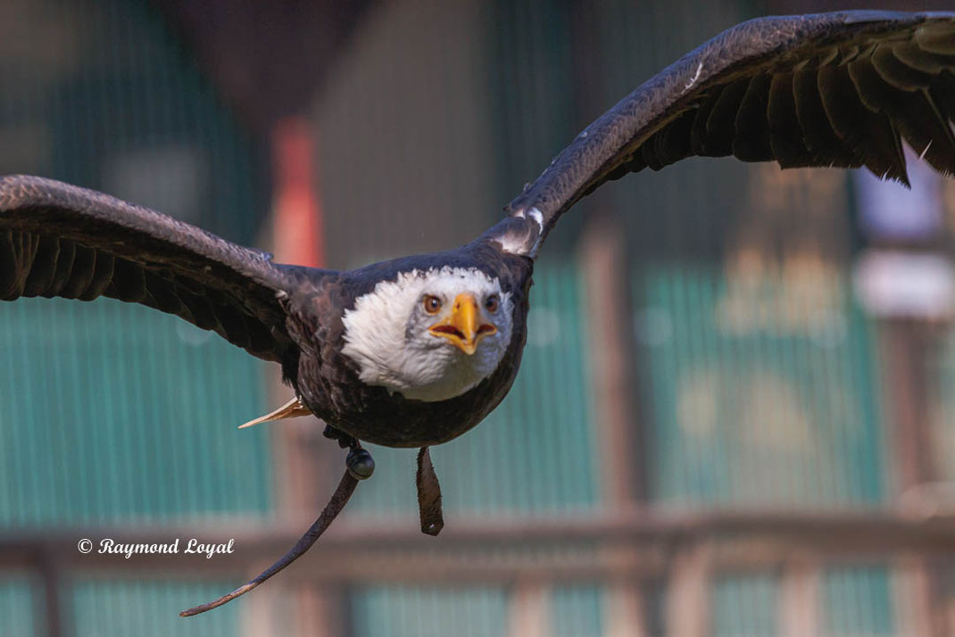 weisskopfseeadler im flug