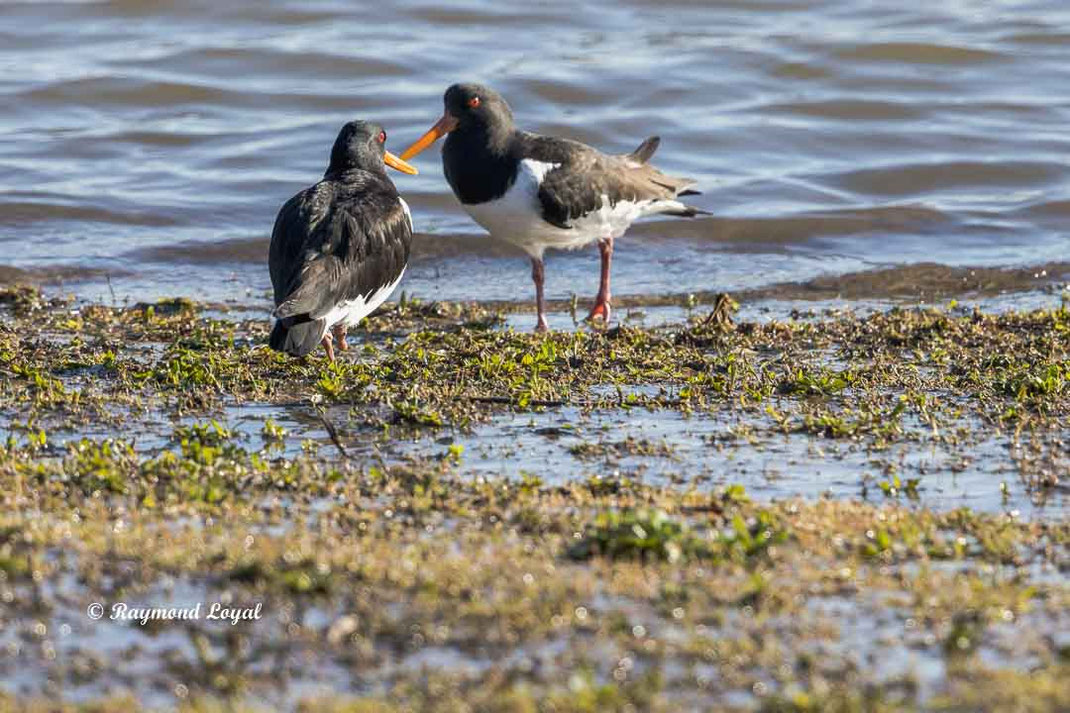 austernfischer am wasser