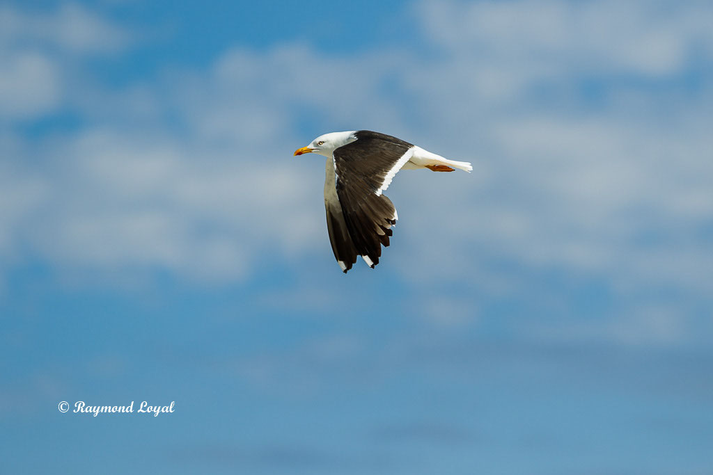 wildlife photography
