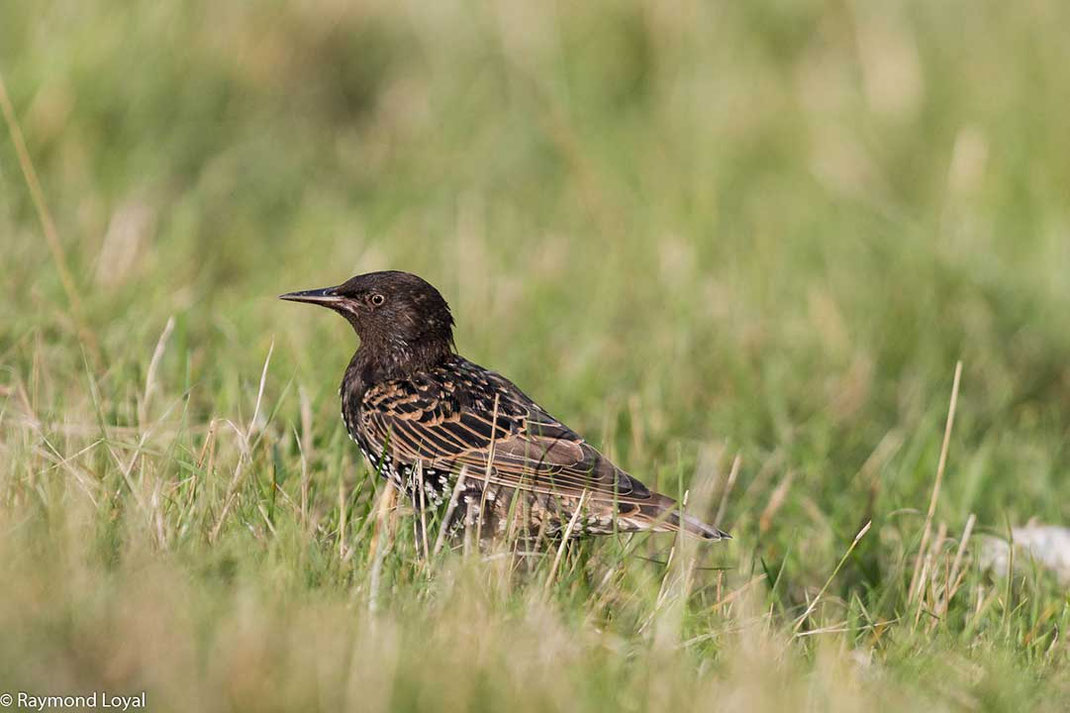 Star Sturnus vulgaris