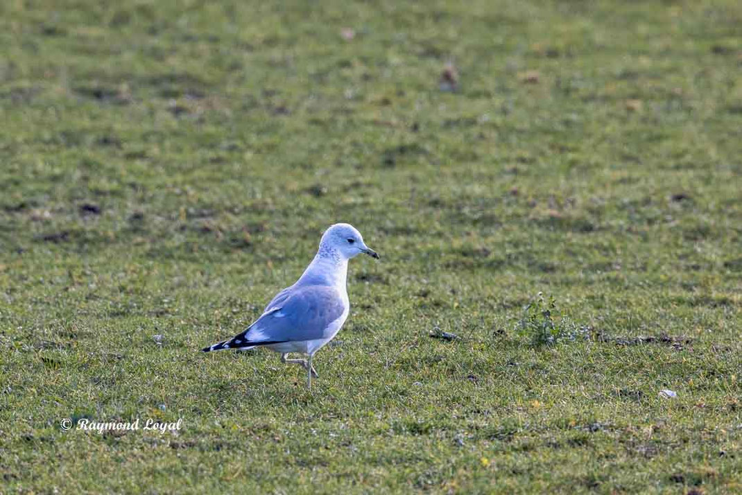 sturmmoewe vogel wiese